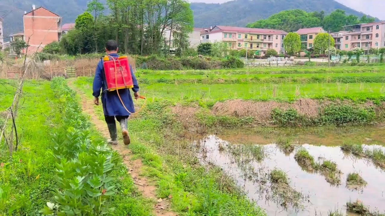 两夫妻深山养殖，花20块钱买40棵辣椒苗种，以后根本吃不完