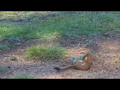 Video: Yellow-throated mouse: paglalarawan at larawan