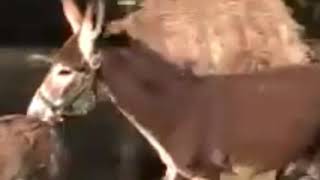 Wacky Wednesday!  Two Jack Asses Trying to Save the World! Donkey Singing Melody!