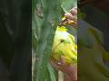 Dragon fruit #fruitcutting #harvesting #youtube #shortvideo