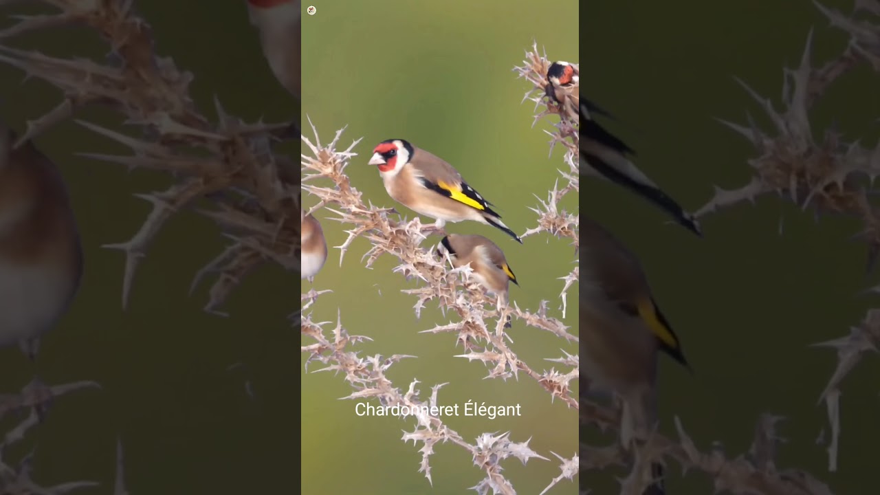 Best beautiful stimulation off goldfinch بتبتة الحسون 