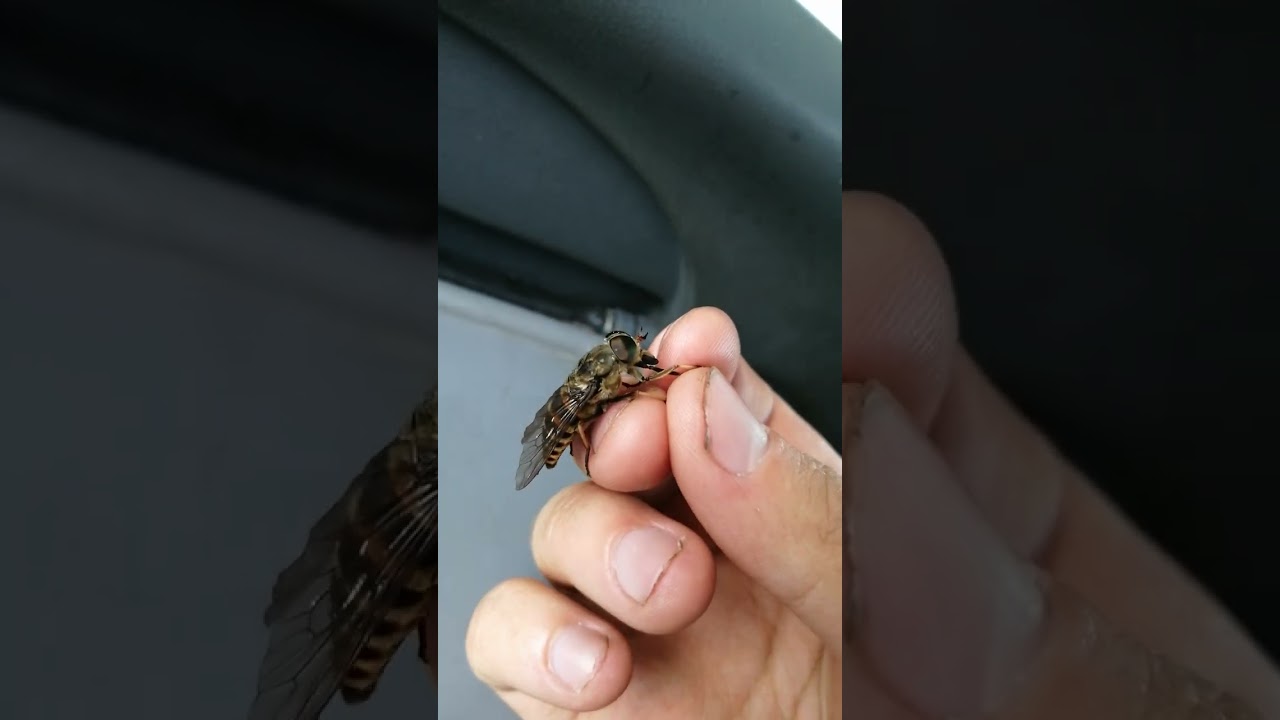 Bąk Brązowy [Tabanus sudeticus] 