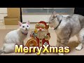 クリスマスプレゼントのおもちゃで初めて仲良く遊ぶ先住猫と新入り子猫