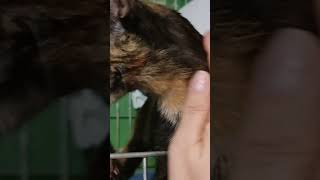 Одесса Поселок Котовского Кошачья семья Домашнюю кошку выкинули с котятами в опасном месте