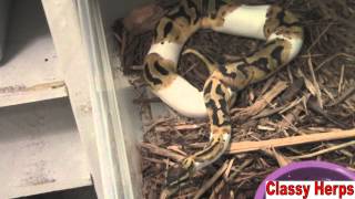 Snake Classification!- ClassyHerps