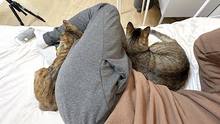 고양이와 집사의 삶 【리얼다큐 몰아보기】