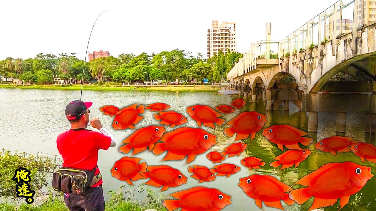 公園の池に赤い悪魔の魚が大量発生しているとは Youtube