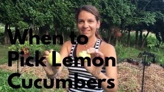 When to Harvest Lemon Cucumbers