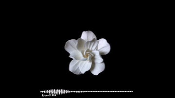 لَّا يَعْصُونَ اللَّهَ 🤍🕊️آيات قصيرة بصوت جميل يريح القلب