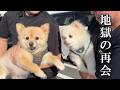 ママの実家の愛犬と2年ぶりに再会したポメラニアンがこうなりました…