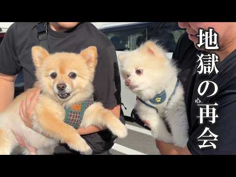 ママの実家の愛犬と2年ぶりに再会したポメラニアンがこうなりました…