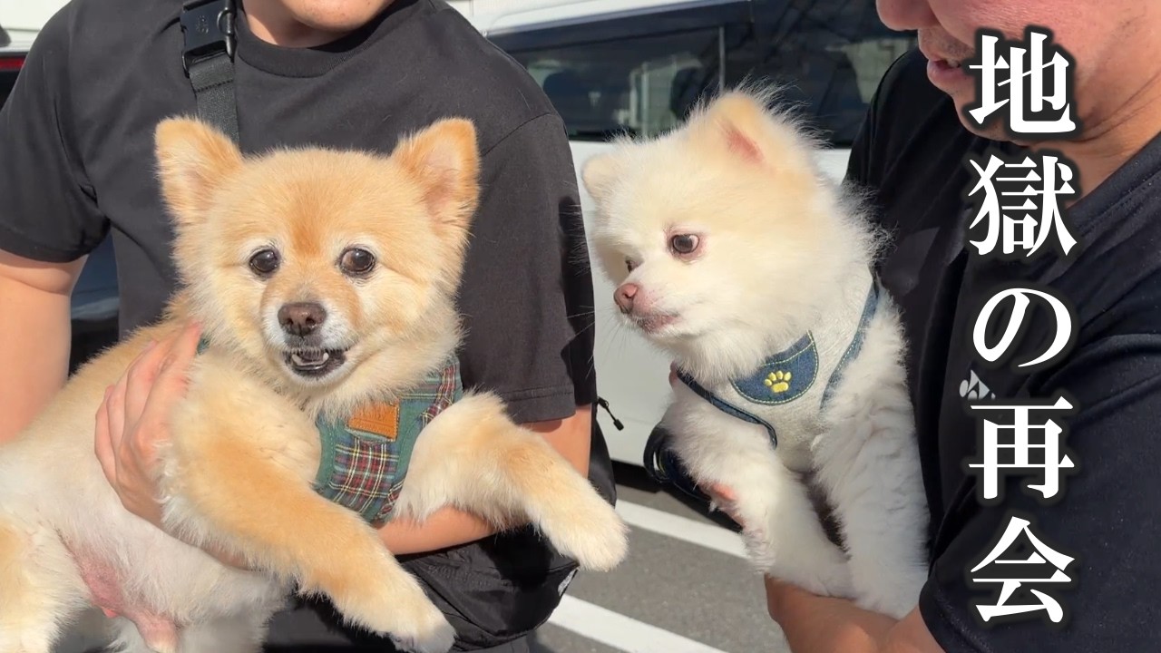 ママの実家の愛犬と2年ぶりに再会したポメラニアンがこうなりました…