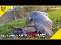 Burung Hantu vs Elang, Inilah 7 Momen Burung Berburu Mangsanya