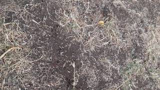 Our Ant Colony Settled In China Countrys City Shanghai