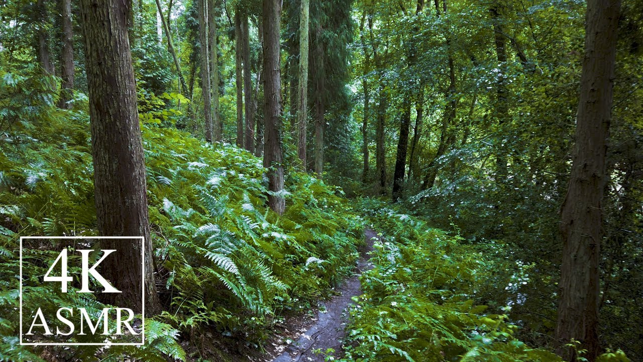 Woodland Walk in the Rain | Umbrella Ambience for Sleep and Relaxation ...