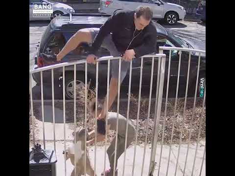 Video: Atacuri De Panică La Câini