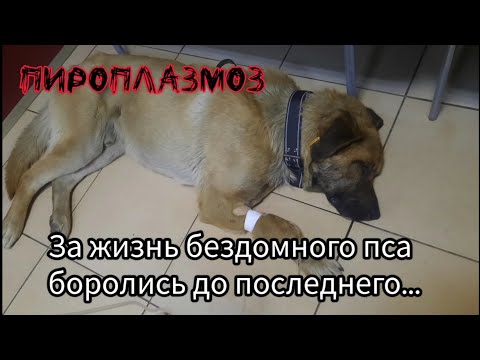 За жизнь бездомного пса боролись до последнего...