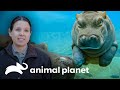 Pareja de hipopótamos volverá a ser padres | El Zoológico de San Diego | Animal Planet