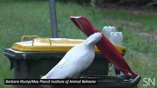 Watch a cockatoo break into a trash bin | Science News screenshot 5