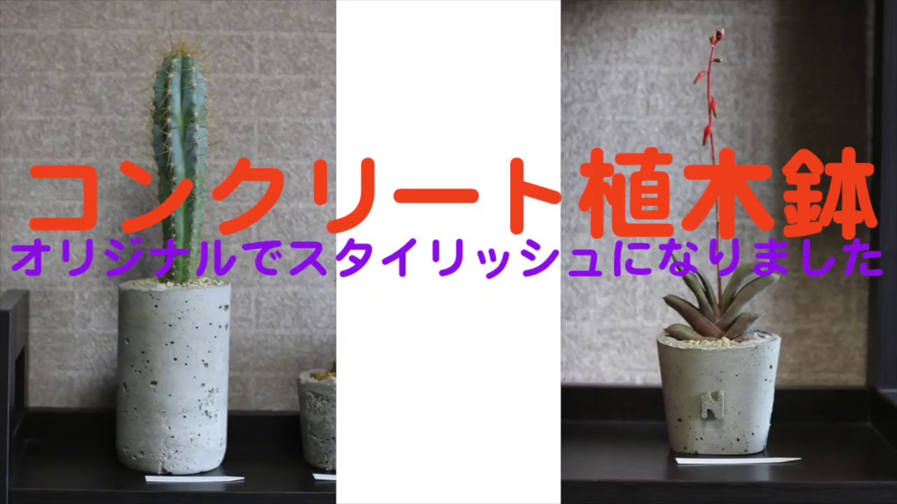 植物を育てる鉢 コンクリート セメント 鉢の作り方 Youtube