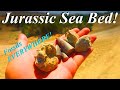 Jurassic Sea Shells in the DESERT!? Fossils ABSOLUTELY EVERYWHERE! Hunting the Pryors with my Family