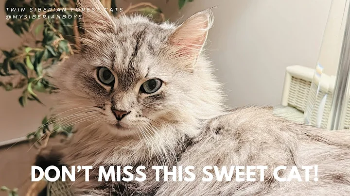 Watch the video about My Siberian cat is a sweet and gentle soul