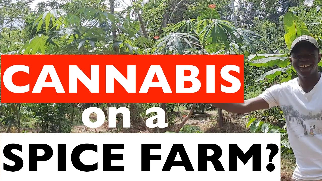 Cannabis on a SPICE FARM? | AFRICAN Spice ISLAND Tour