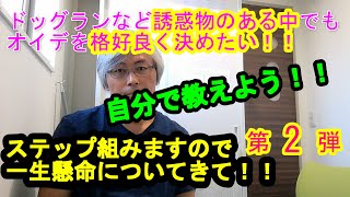 ドッグランなど誘惑物の中でも｢オイデが出来る」を目標に！オイデの教え方シリーズ第2段