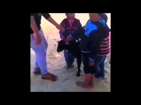 هذا تيس تيس 