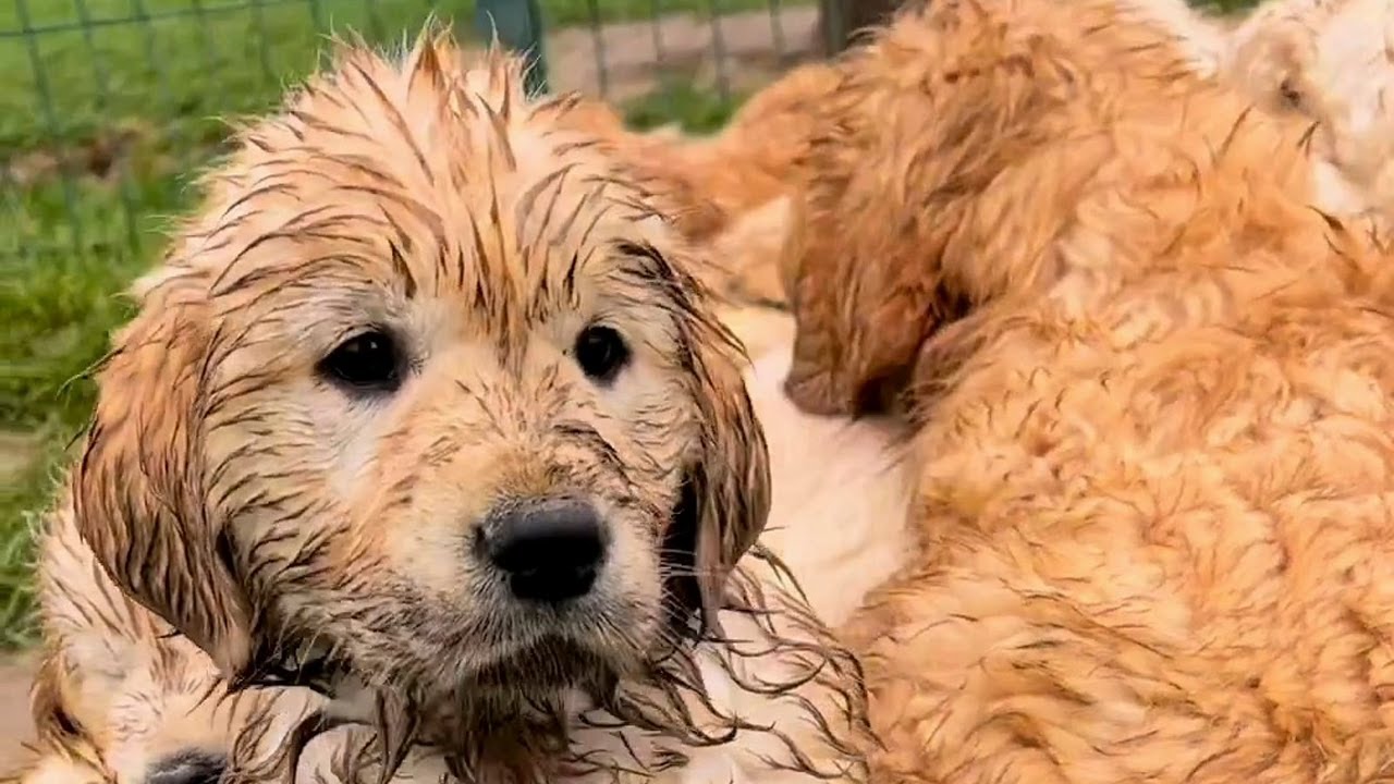 Do you want to sleep with these puppies together? Yes. Please give me ...