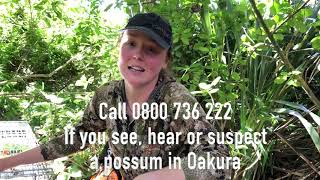 “Perfect honeymoon” removing possums in a New Zealand-first eradication