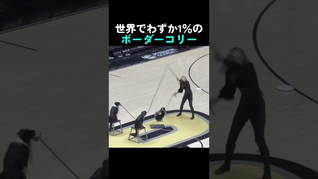 体育祭の綱引き達人と初心者の差