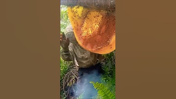 tree climbing skills without fear of heights harvesting honey from dangerous tall trees