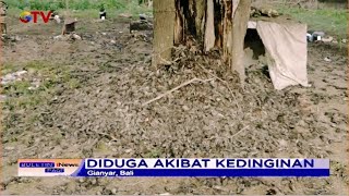 Geger! Ribuan Burung Pipit Mati Mendadak di Areal Kuburan Adat Gianyar Bali #BIP 10/09