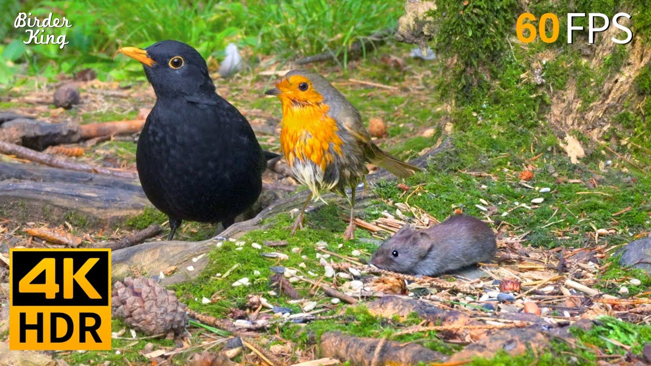 Cat TV for Cats to Watch 😺🐦‍⬛ Cute Birds and A Little Mouse 🐿 Cat Games ...