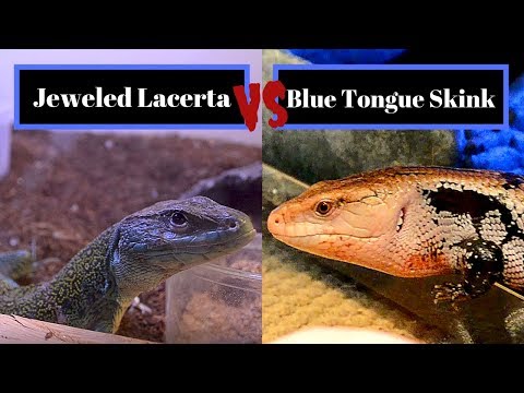 Video: Skink-Tongued Skink - Tiliqua Reptile Breed Hypoallergenic, Afya Na Urefu Wa Maisha