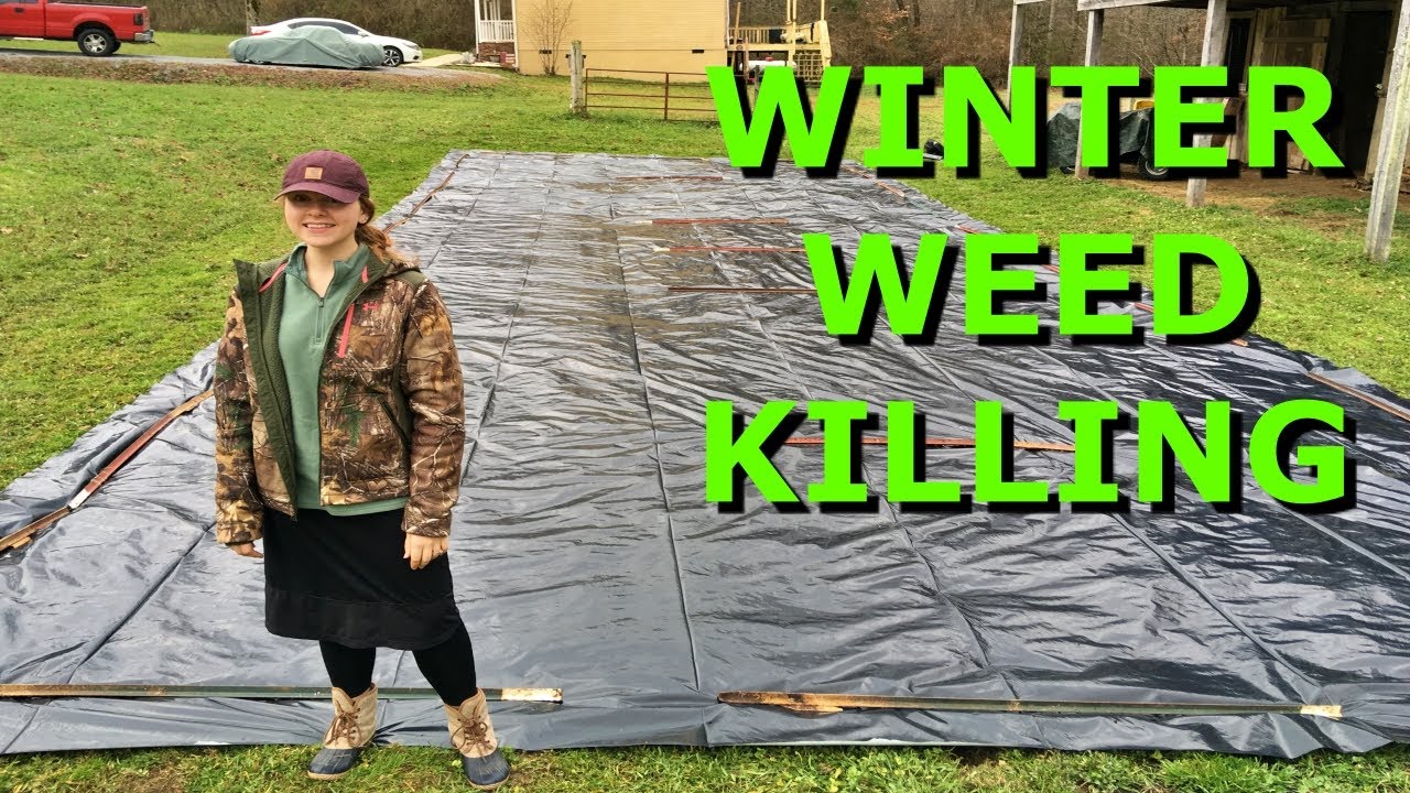 Use a Tarp to Kill Garden Weeds in the Winter YouTube