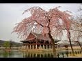 Прогулка в саду  сакуры(A walk in the garden of Sakura)