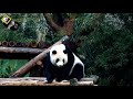 20181021 彪拔火烤棲架，圓仔驗收有沒烤熟 The Giant Panda Yuan Zai