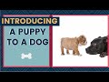 Introducing A Puppy To A Dog - Best Tips For A Positive Introduction