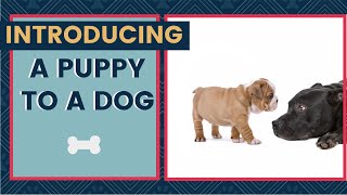 Introducing A Puppy To A Dog  Best Tips For A Positive Introduction