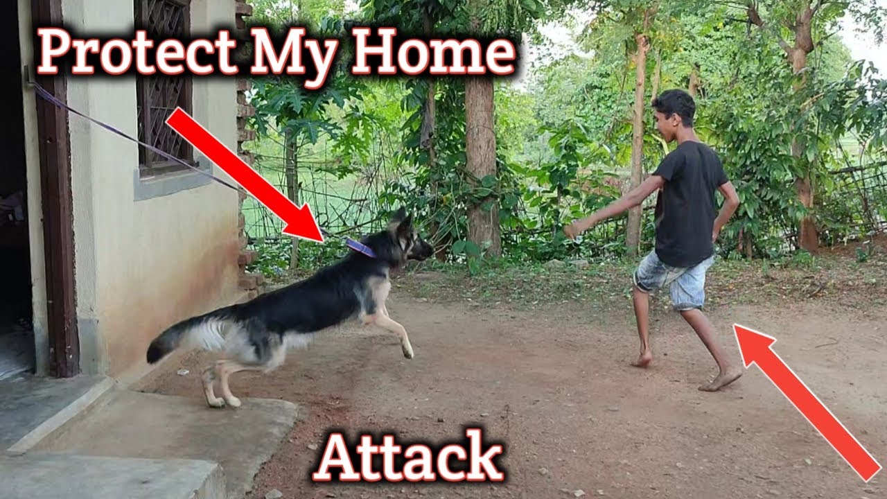 German Shepherd Dog Protect My Home Dog Protecting Home Test Bimal Swansi Vlogs YouTube