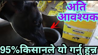 95% किर्षकलाई थाहा नभएको गाई, भैंसी को लागि दिनै पर्ने यो दबाइ ||Cow Minerals