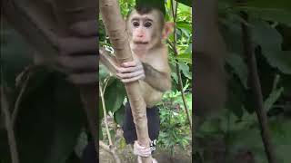 Funny moments of baby monkey #11 #shorts