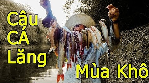 Trúng bầy cá lăng - Câu cá mùa khô trên sông Bé !!! 🐟🐟