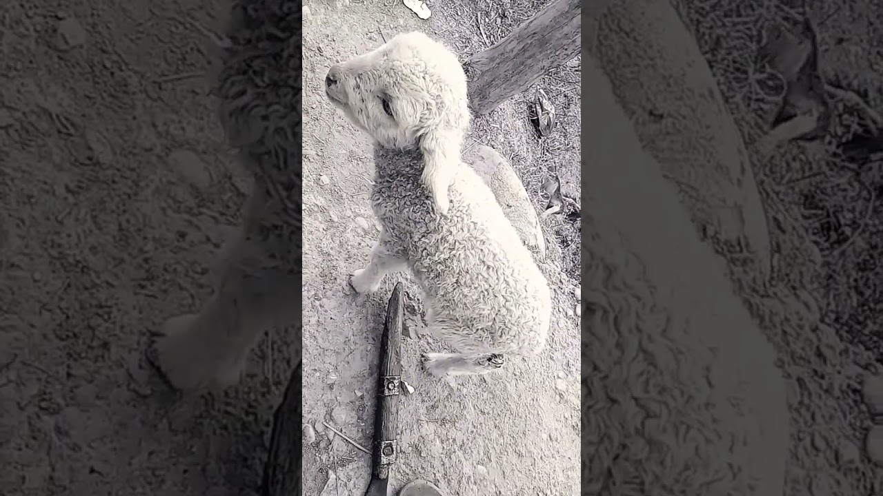 🌹sada urnu🤣🤣🤣🤣🤣🤣🤣🤣