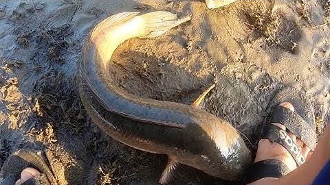 Tổng Hợp Những Pha Lên Cá Lóc Khủng