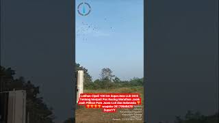 Latihan Cipali 100 Km SuperJava LLB 2025😍🔥💯💪🙏🏆 #merpatipos #merpatiposindonesia #pigeon