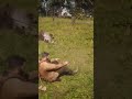 im sorry horse 😂 #rdr2 #fail