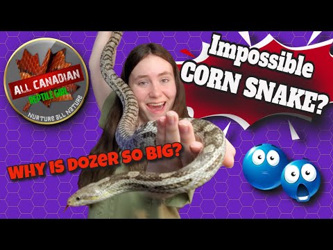 Freak Of Nature Corn Snake Or Just A Hybrid?